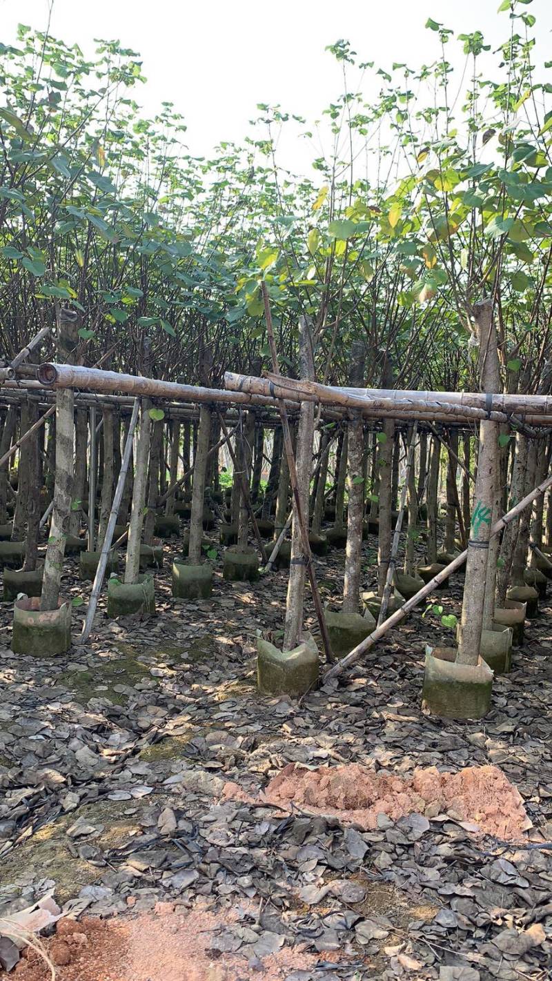 大量5-15公分黄槿出售中，货源充足。价格美丽。