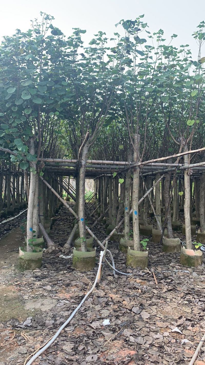 大量5-15公分黄槿出售中，货源充足。价格美丽。