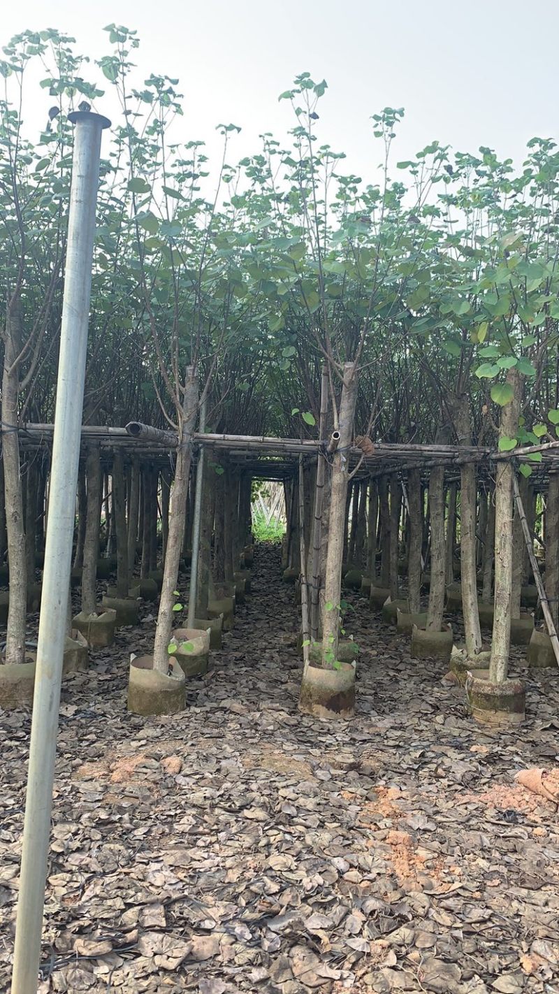 大量5-15公分黄槿出售中，货源充足。价格美丽。