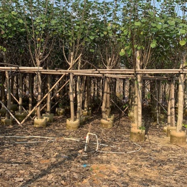 大量5-15公分黄槿出售中，货源充足。价格美丽。