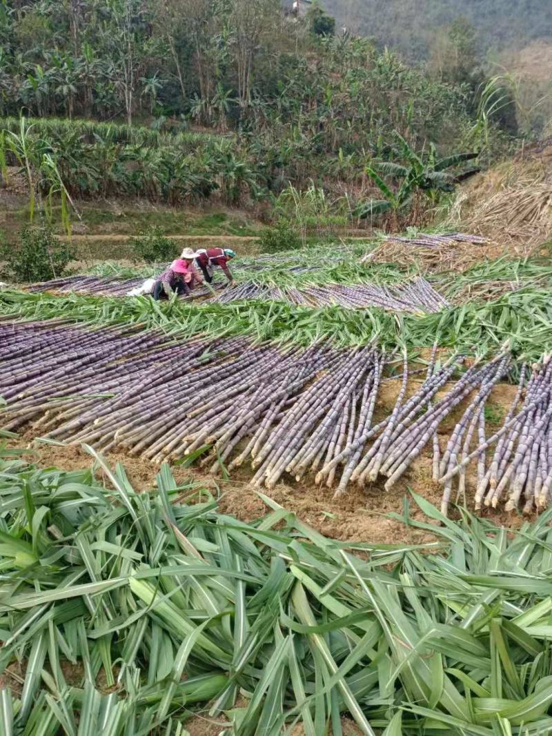 广西贵州紫皮甘蔗批发甜甘蔗薄皮甘蔗、货源充足质量保证