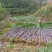 广西贵州紫皮甘蔗批发甜甘蔗薄皮甘蔗、货源充足质量保证