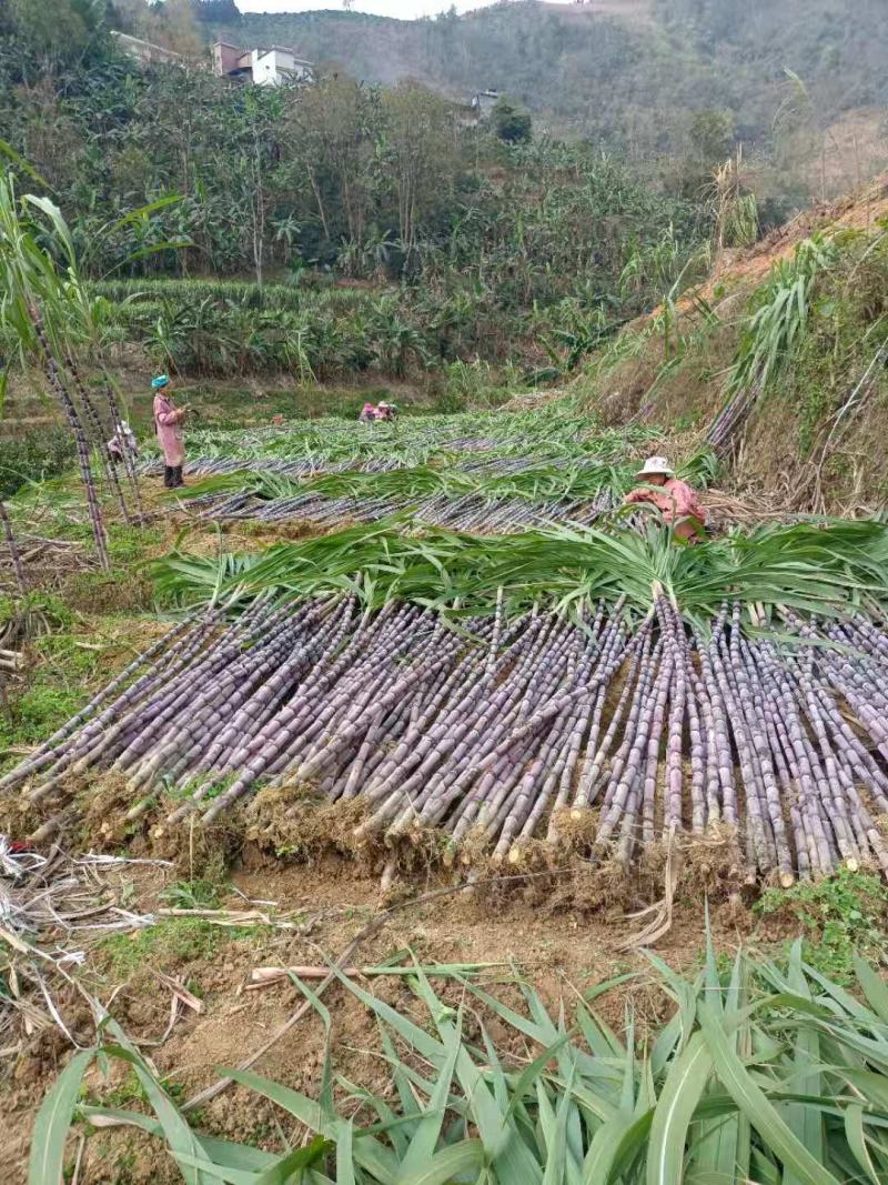 广西贵州紫皮甘蔗批发甜甘蔗薄皮甘蔗、货源充足质量保证