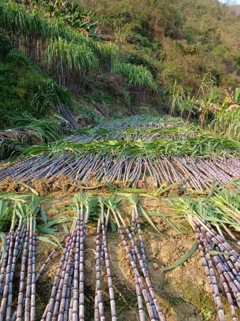 广西贵州紫皮甘蔗批发甜甘蔗薄皮甘蔗、货源充足质量保证