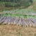 广西贵州紫皮甘蔗批发甜甘蔗薄皮甘蔗、货源充足质量保证