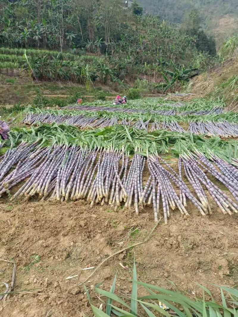 广西贵州紫皮甘蔗批发甜甘蔗薄皮甘蔗、货源充足质量保证