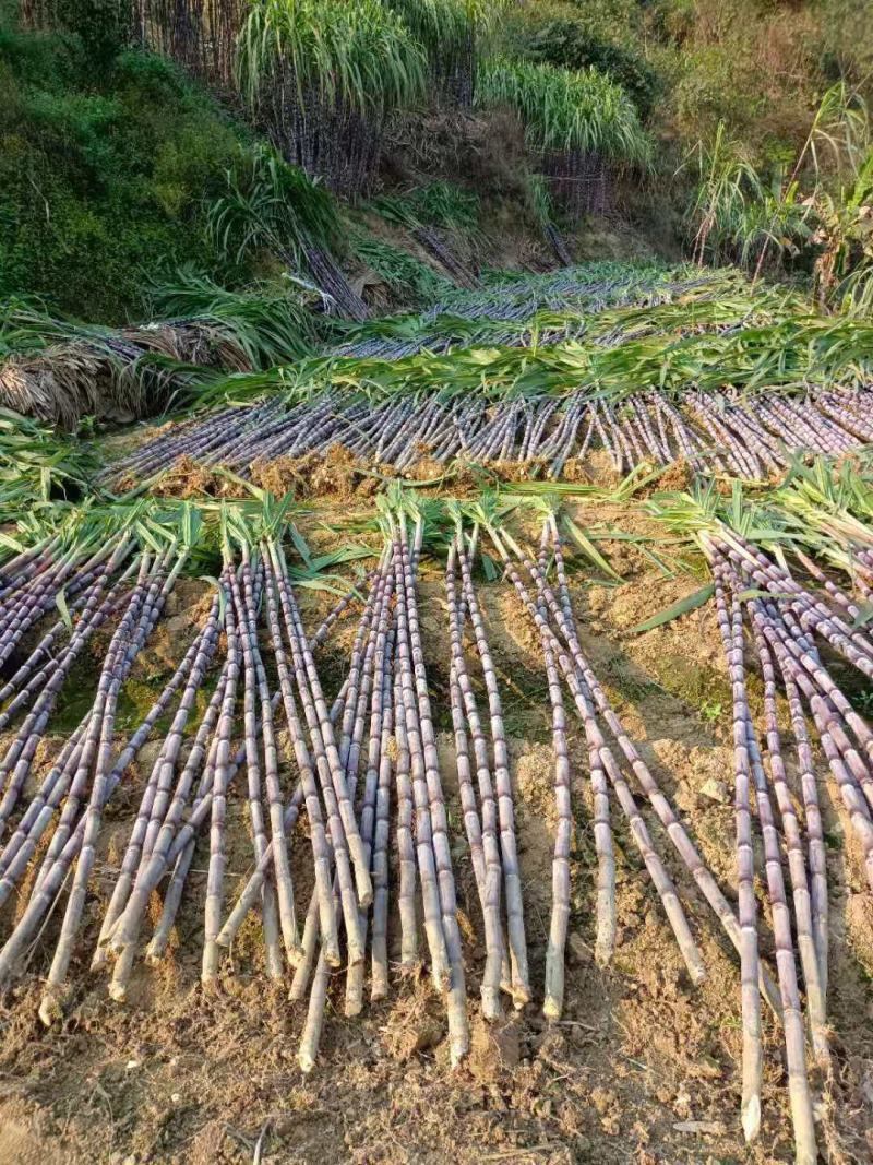 广西贵州紫皮甘蔗批发甜甘蔗薄皮甘蔗、货源充足质量保证