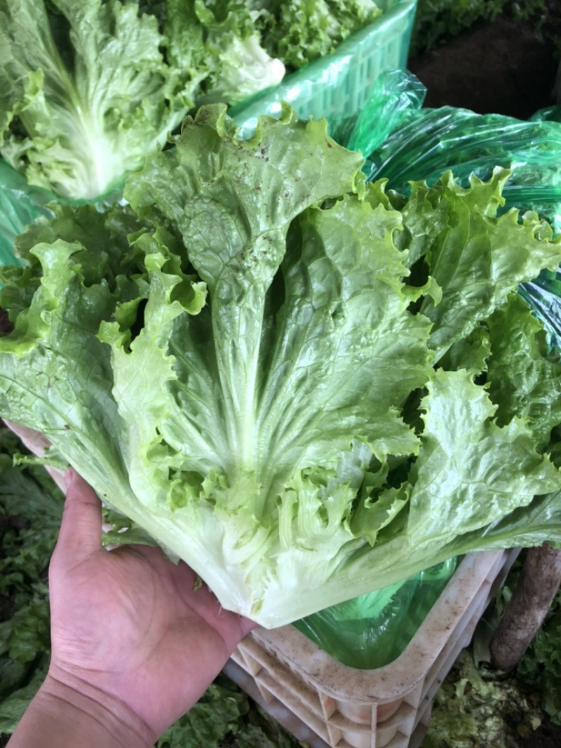🔥邯郸精品生菜生菜大量有货，支持视频看货，产地直发！