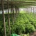 🔥邯郸精品生菜生菜大量有货，支持视频看货，产地直发！