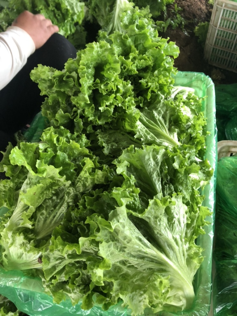 🔥邯郸精品生菜生菜大量有货，支持视频看货，产地直发！