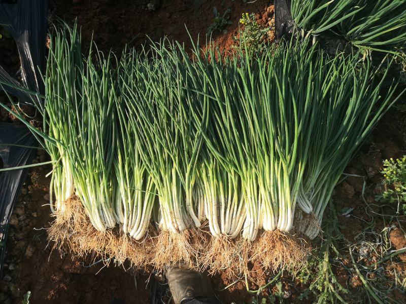小葱红葱产地直供货源充足，期待有机会与诸老板们合作