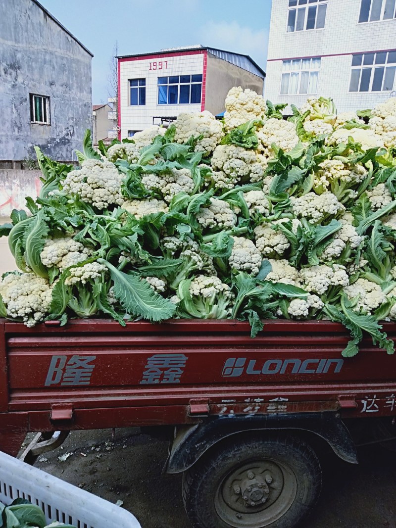 有机花菜大量现货白色好看