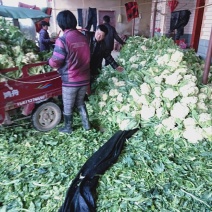 有机花菜大量现货白色好看