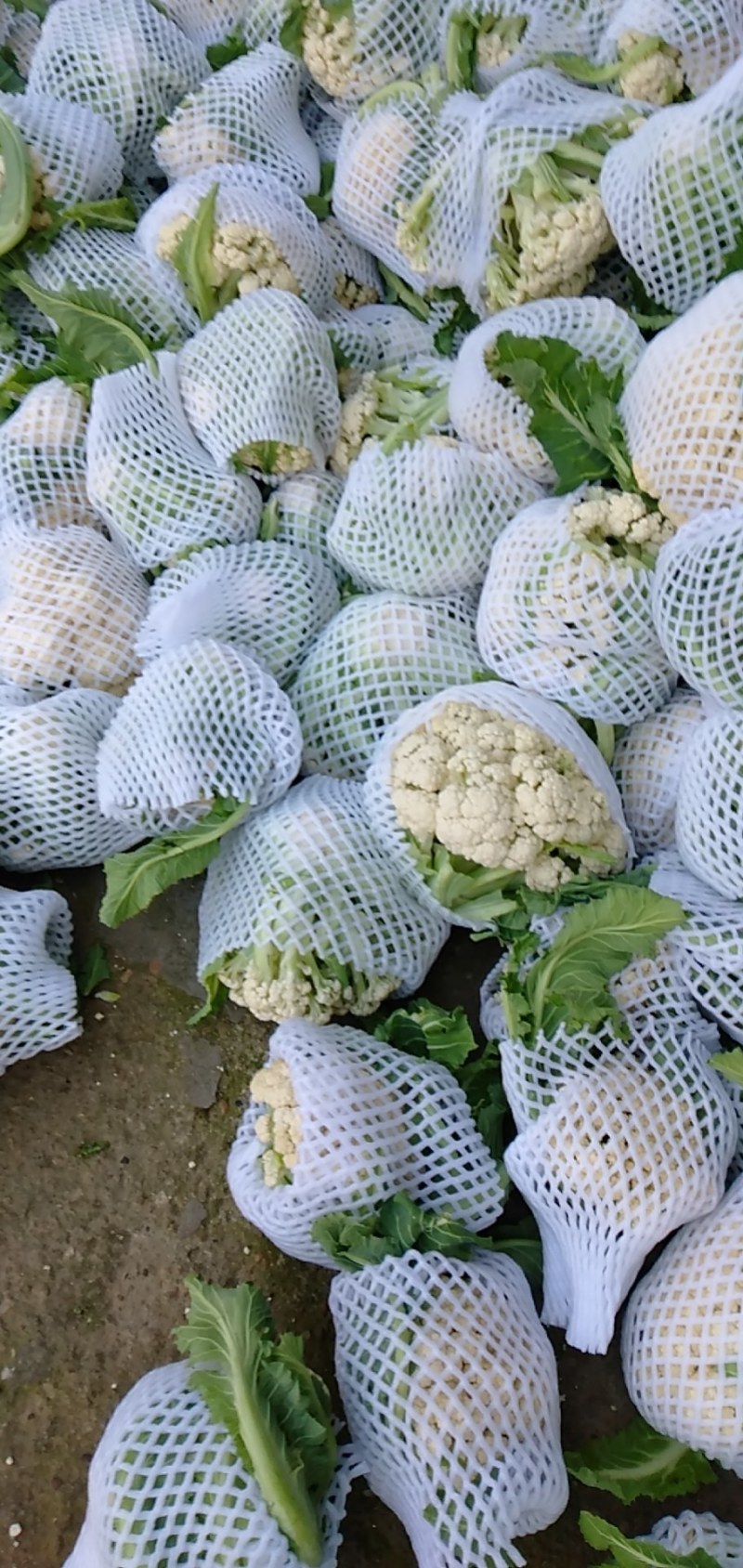 有机花菜大量现货白色好看