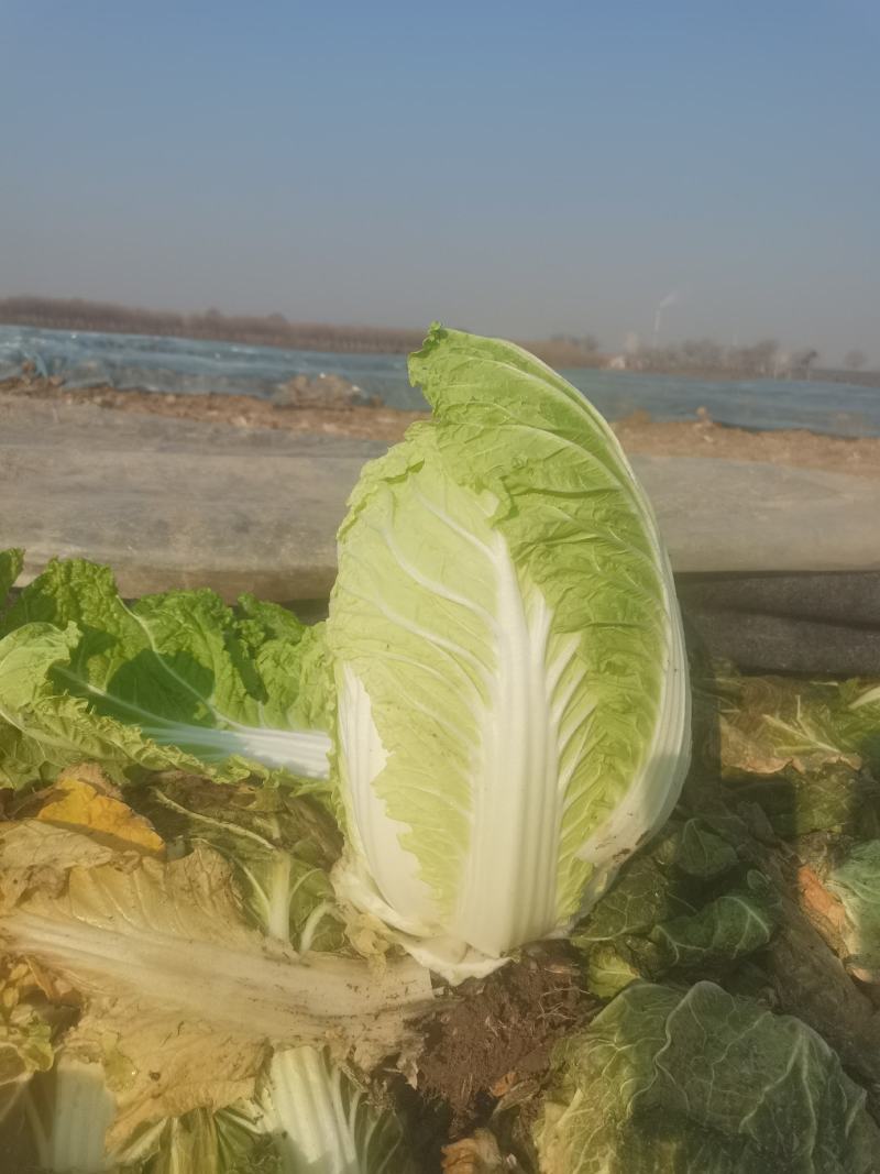 黄心白菜（视频看货，产地直发。大量上市中）