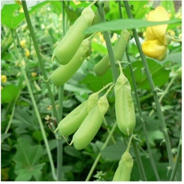 猪屎豆种子别称椭圆叶猪屎豆圆叶猪屎豆护坡植物种子
