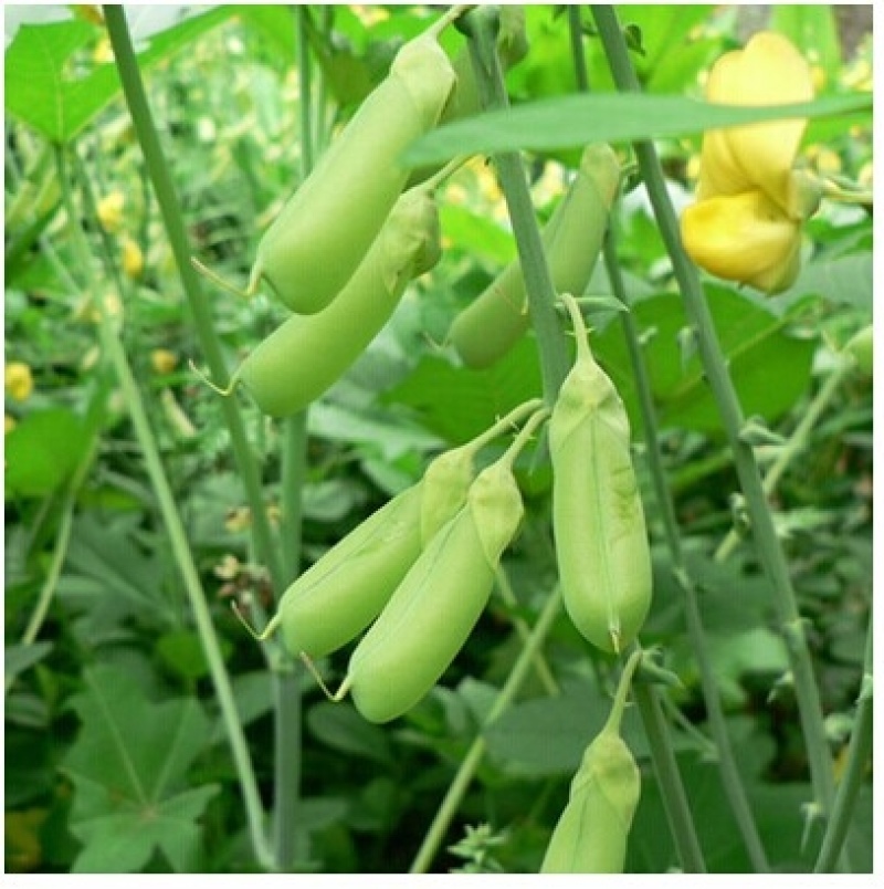 猪屎豆种子别称椭圆叶猪屎豆圆叶猪屎豆护坡植物种子