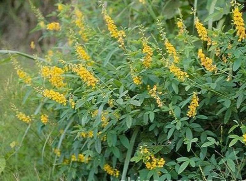猪屎豆种子别称椭圆叶猪屎豆圆叶猪屎豆护坡植物种子