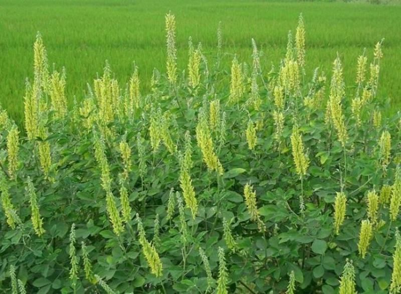 猪屎豆种子别称椭圆叶猪屎豆圆叶猪屎豆护坡植物种子