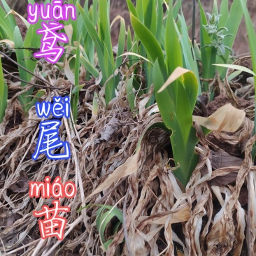 贵州毕节古夜郎大地野生中药材鸢尾苗现采现发