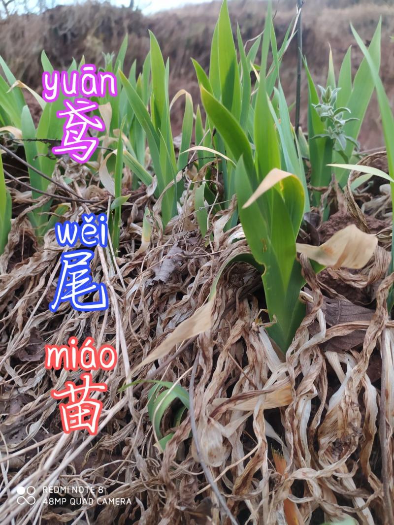 贵州毕节古夜郎大地野生中药材鸢尾苗现采现发