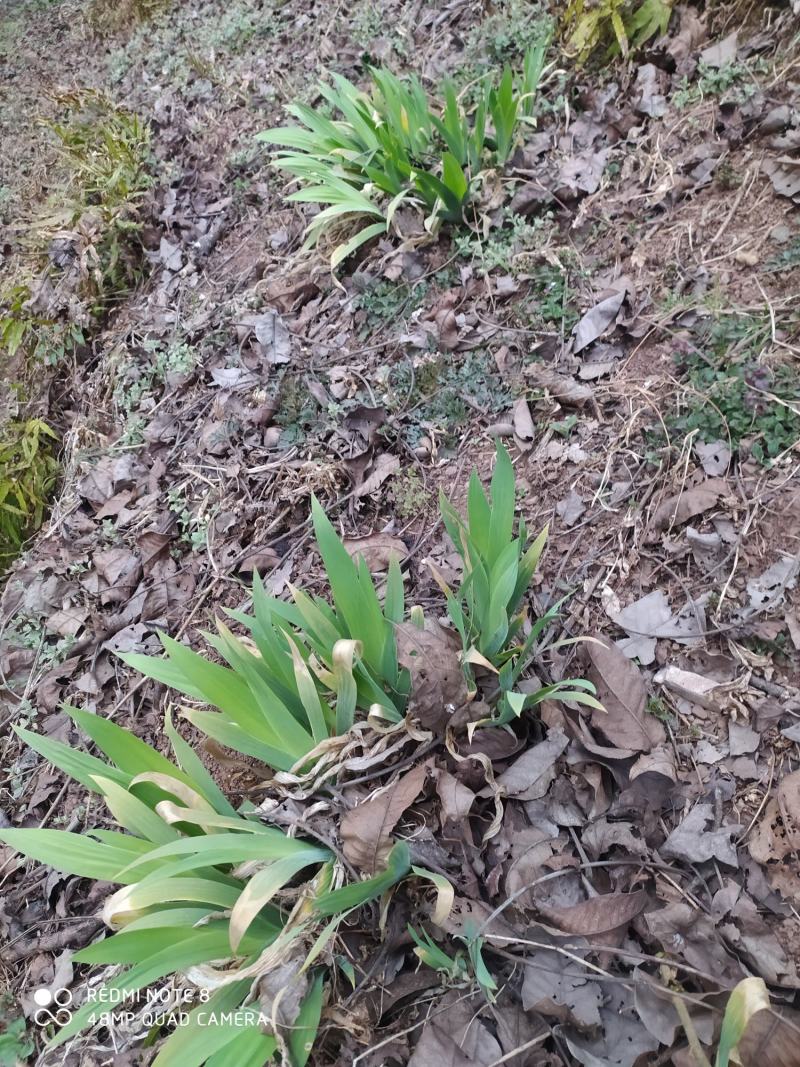 贵州毕节古夜郎大地野生中药材鸢尾苗现采现发