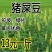 猪屎豆种子别称椭圆叶猪屎豆圆叶猪屎豆护坡植物种子
