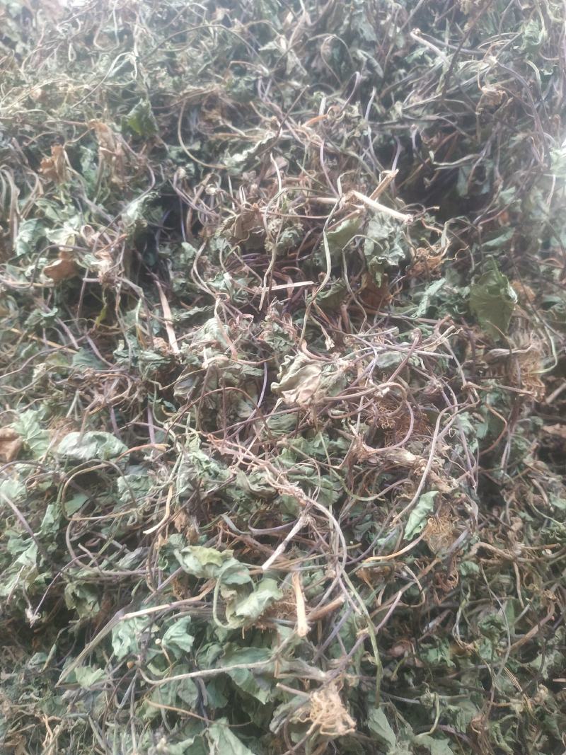 积雪草～雷公根～颜色青绿19～颜色没那绿16量大优惠～