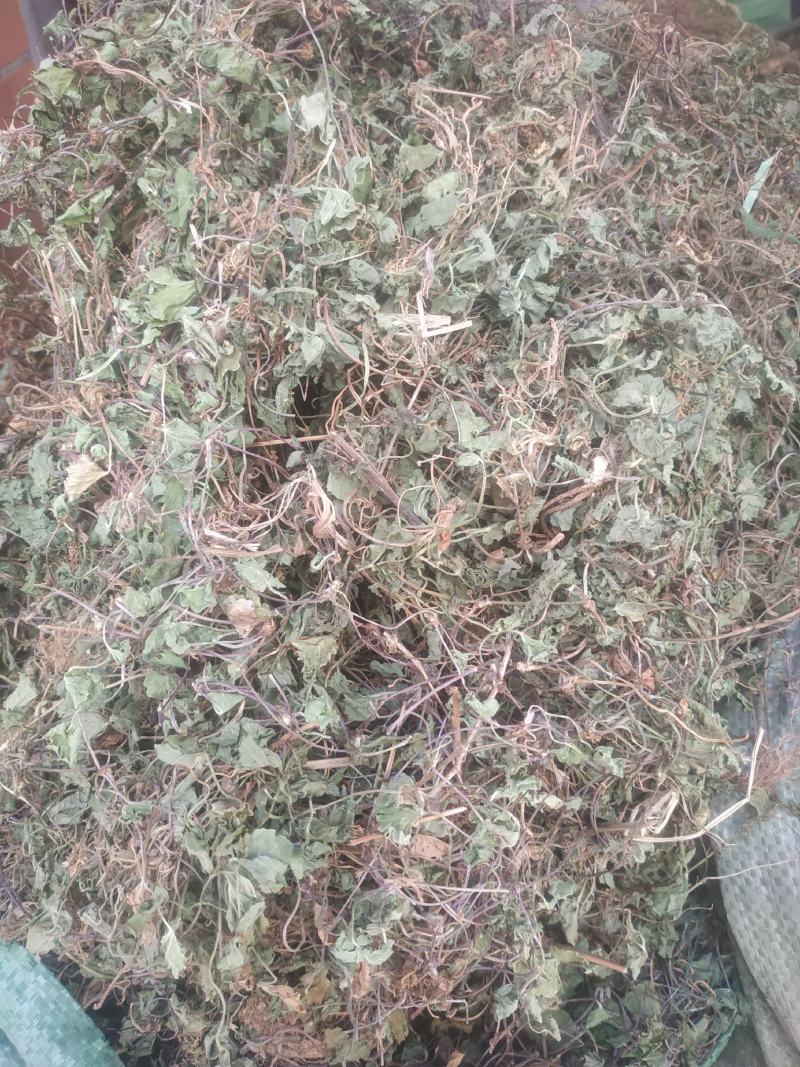积雪草～雷公根～颜色青绿19～颜色没那绿16量大优惠～