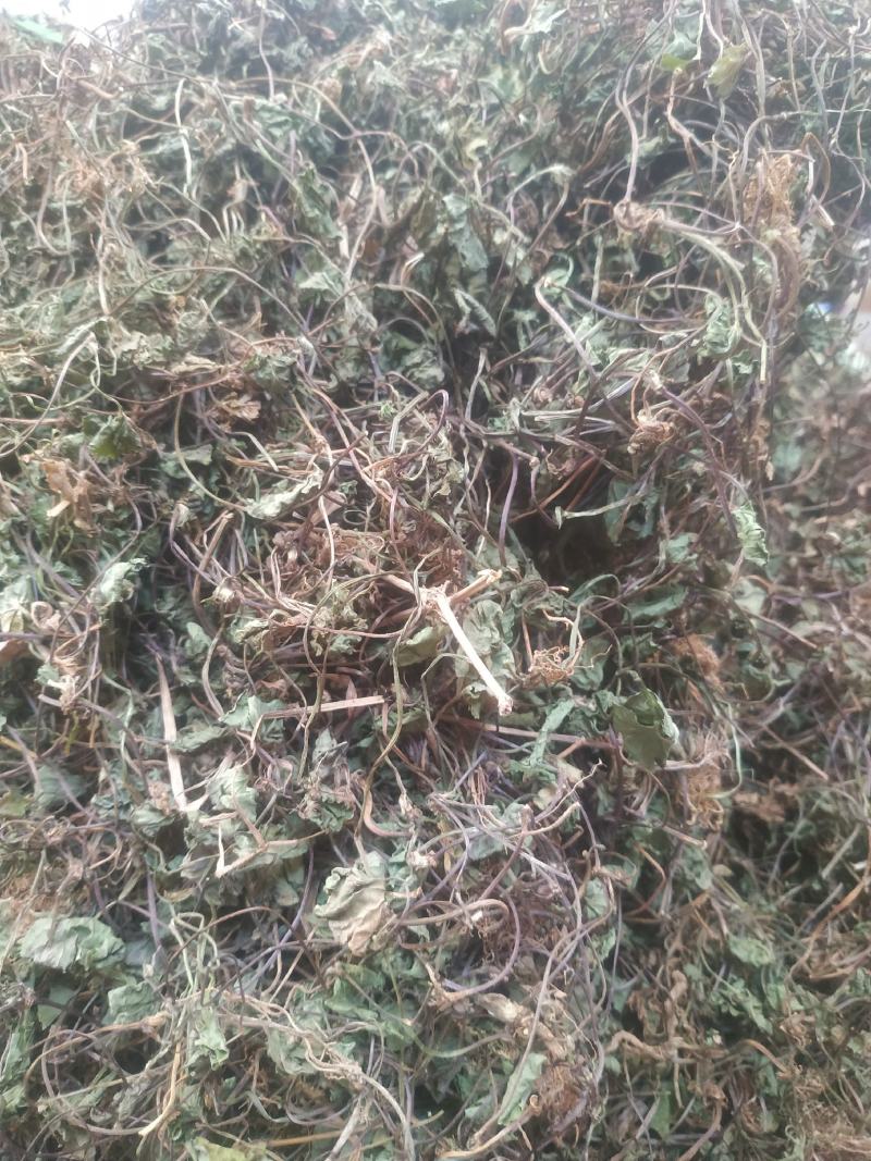 积雪草～雷公根～颜色青绿19～颜色没那绿16量大优惠～