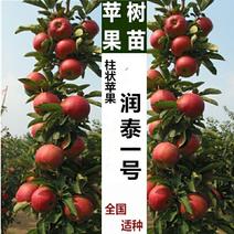 果树苗柱状苹果苗，润泰一号苹果苗，红富士，红将军果树苗