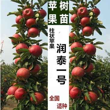 果树苗柱状苹果苗，润泰一号苹果苗，红富士，红将军果树苗