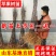 果树苗柱状苹果苗，润泰一号苹果苗，红富士，红将军果树苗