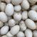 三花种蛋、台湾白罗曼种蛋、鲜鹅蛋供应1000个起发