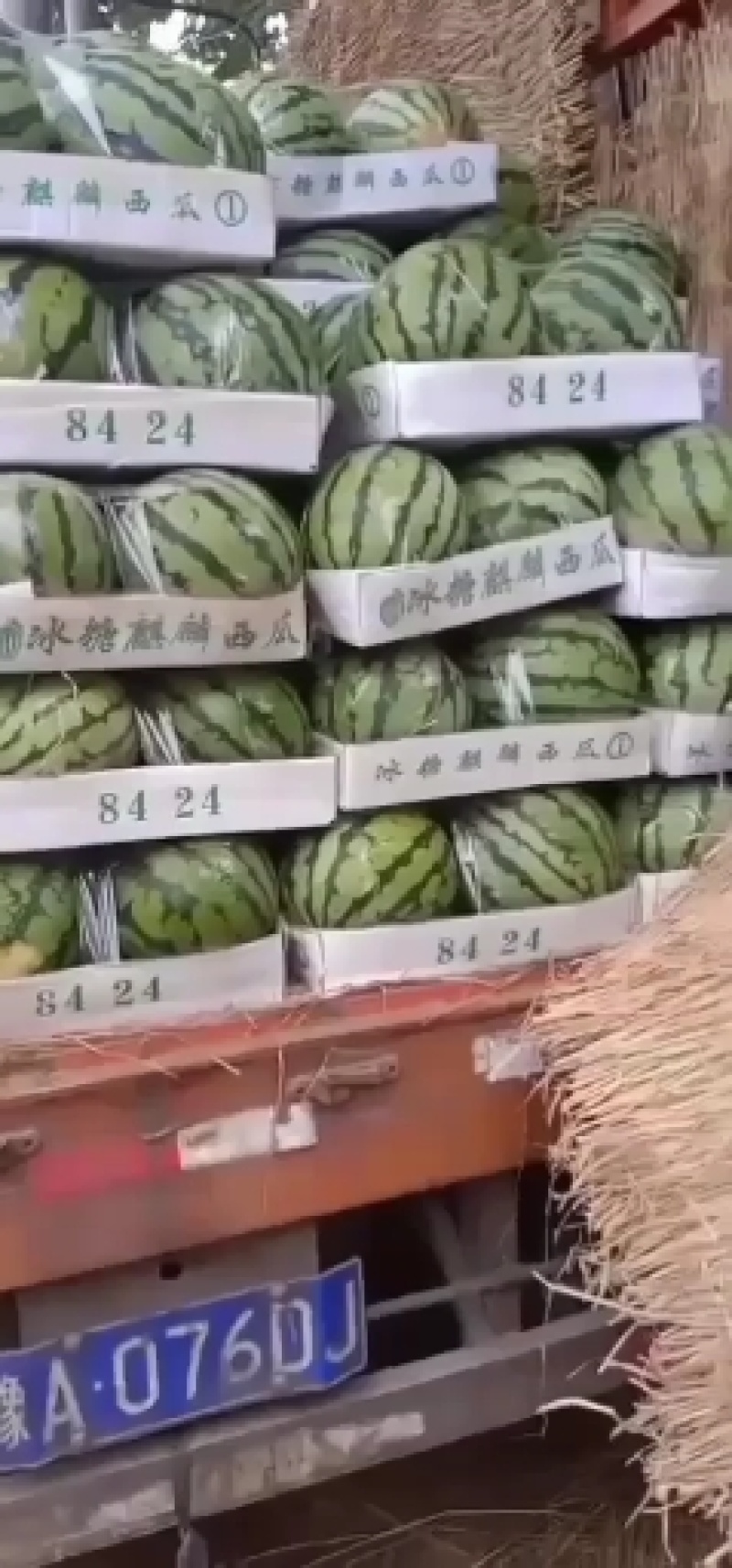 万亩美都西瓜中牟西瓜大量上市中量大从优