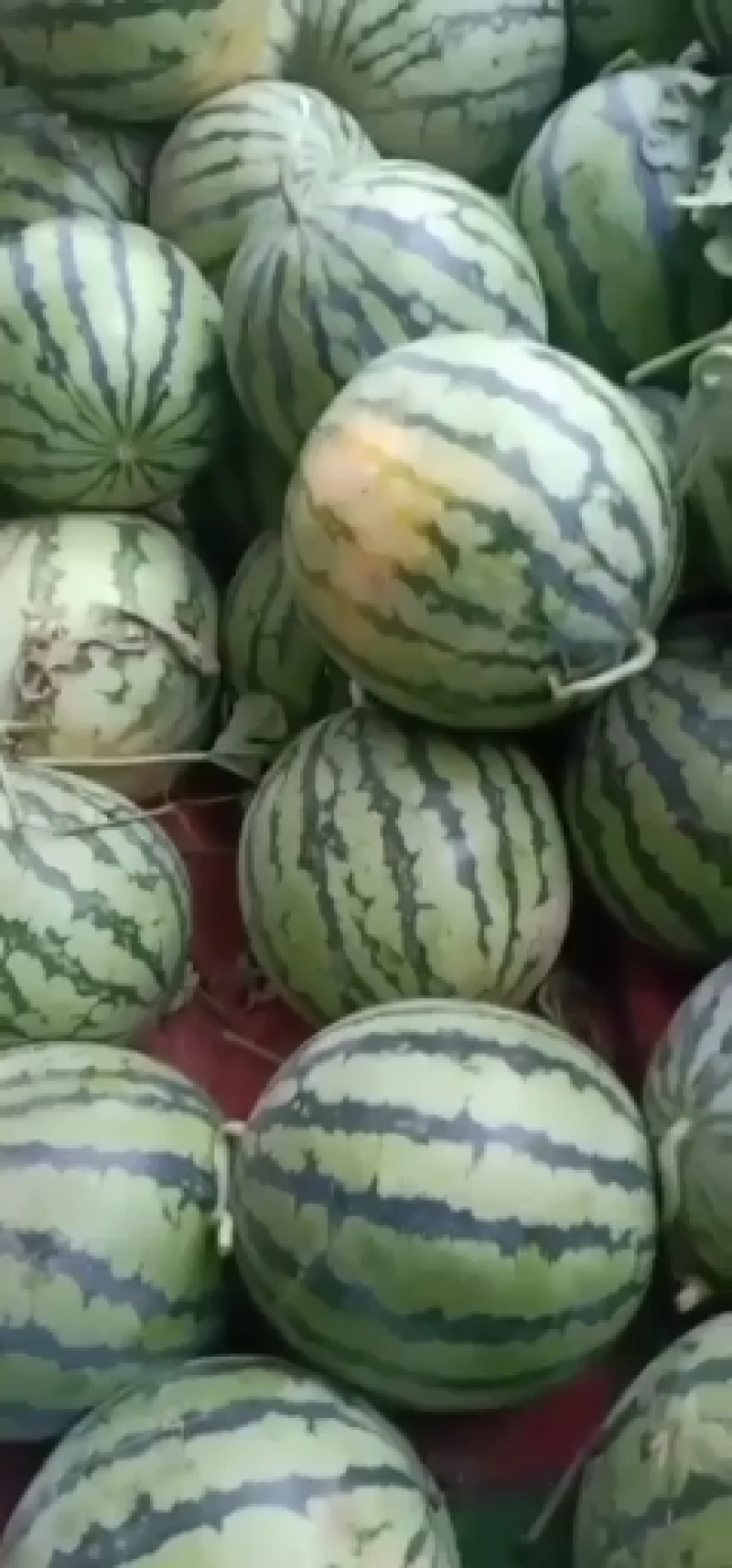 万亩美都西瓜中牟西瓜大量上市中量大从优