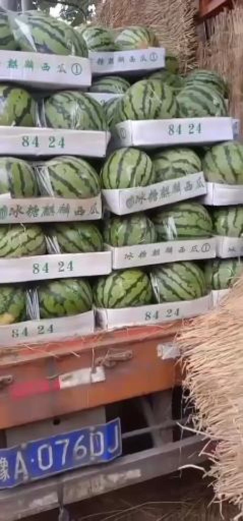 万亩美都西瓜中牟西瓜大量上市中量大从优