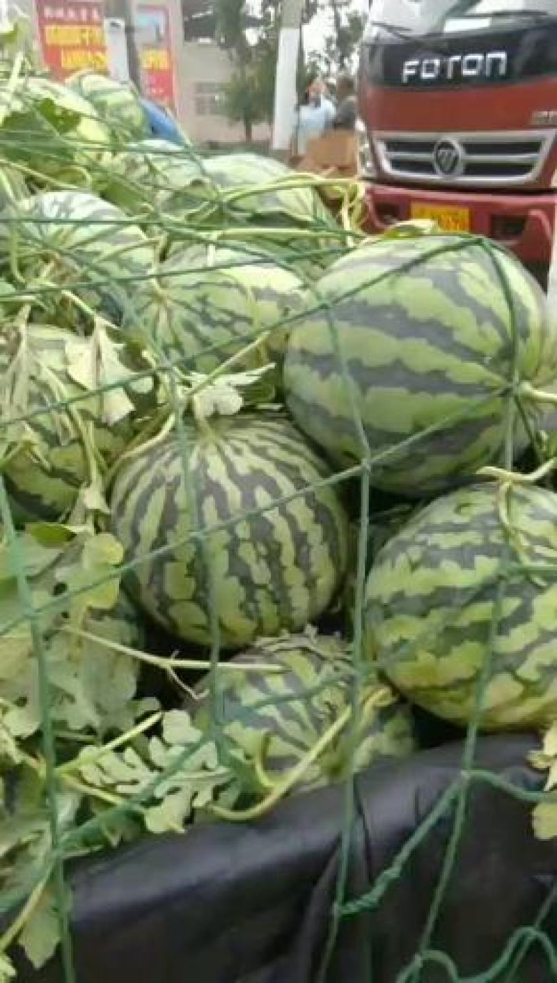 万亩美都西瓜中牟西瓜大量上市中量大从优