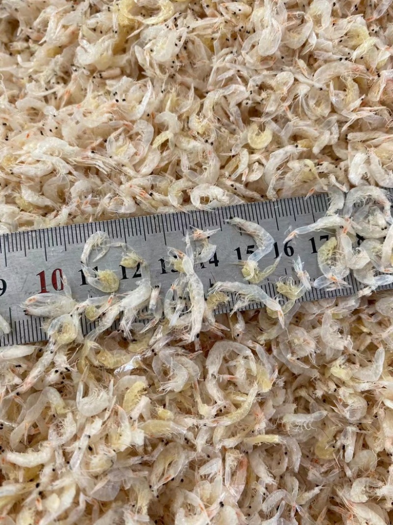 新货淡干虾皮无盐虾干即食虾皮零食水产干货批发