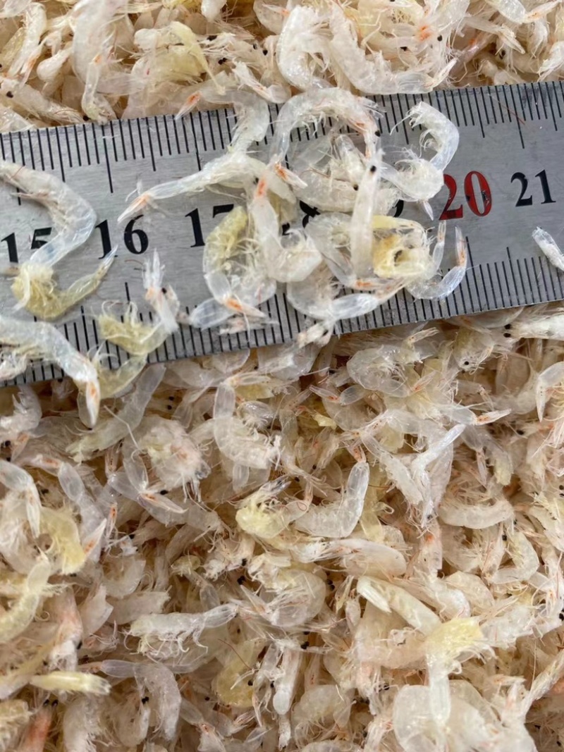新货淡干虾皮无盐虾干即食虾皮零食水产干货批发