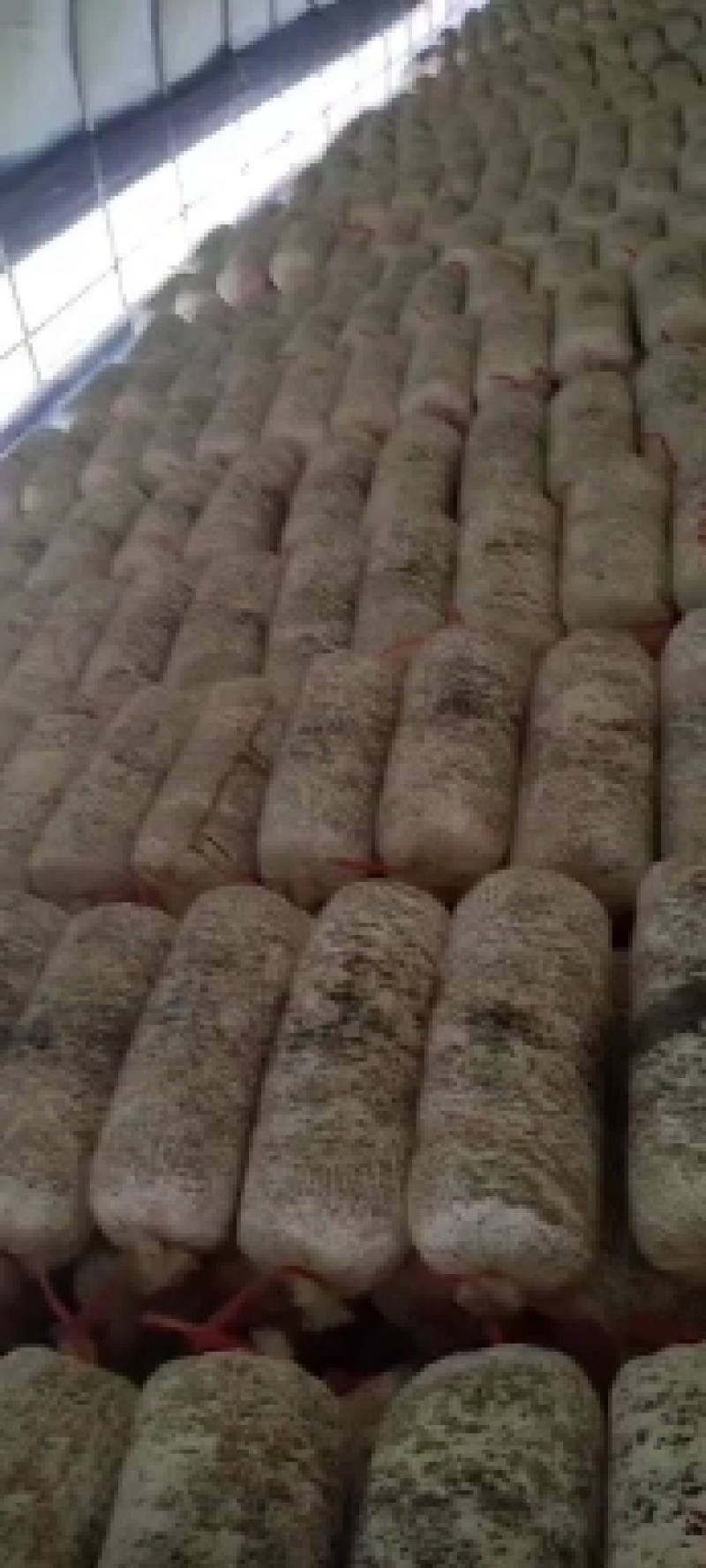 出售高温平菇榆黄蘑岀菇菌包