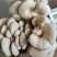 出售高温平菇榆黄蘑岀菇菌包