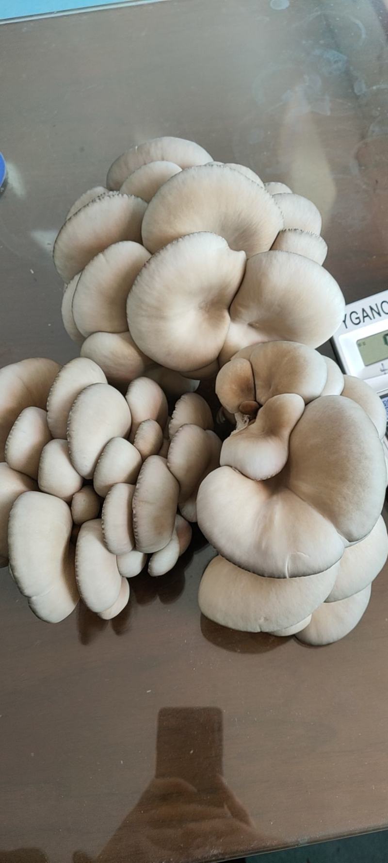 出售高温平菇榆黄蘑岀菇菌包