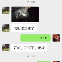 下司犬到新主人家，愿小犬健康成长