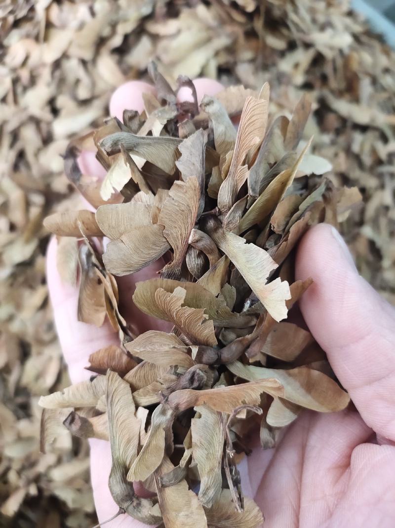 广西野生蝴蝶草干货无杂质