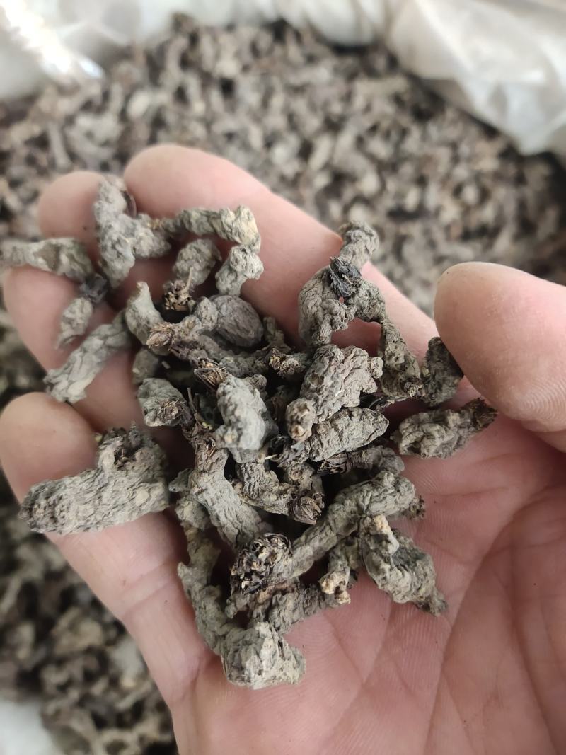 天葵子中药材批发天葵籽千年老鼠屎金耗子屎