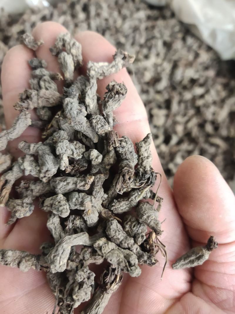 天葵子中药材批发天葵籽千年老鼠屎金耗子屎