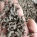 天葵子中药材批发天葵籽千年老鼠屎金耗子屎