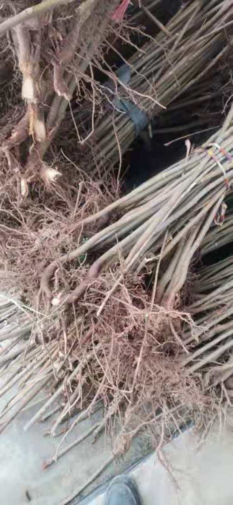 正宗大量红叶香椿出售。