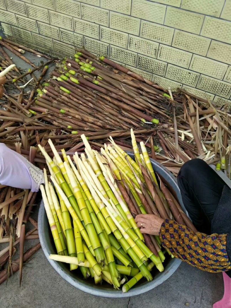 原生态深山野生麻壳笋新鲜现挖春笋高山野笋尖蔬菜竹笋